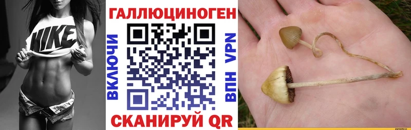 закладки  Болотное  Псилоцибиновые грибы мицелий 